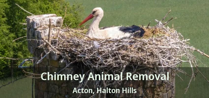 Chimney Animal Removal Acton, Halton Hills - ON