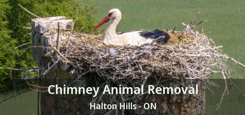 Chimney Animal Removal Halton Hills - ON