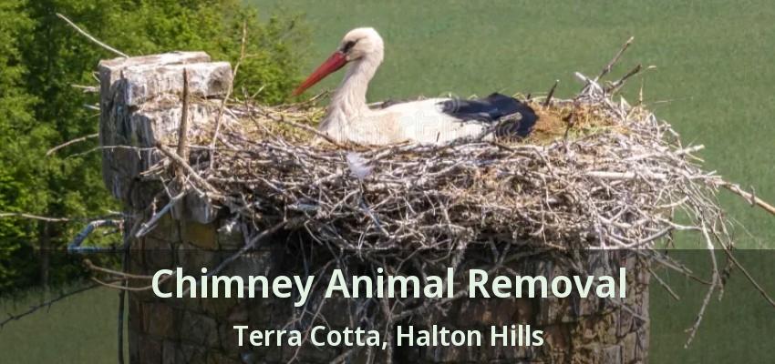Chimney Animal Removal Terra Cotta, Halton Hills - ON