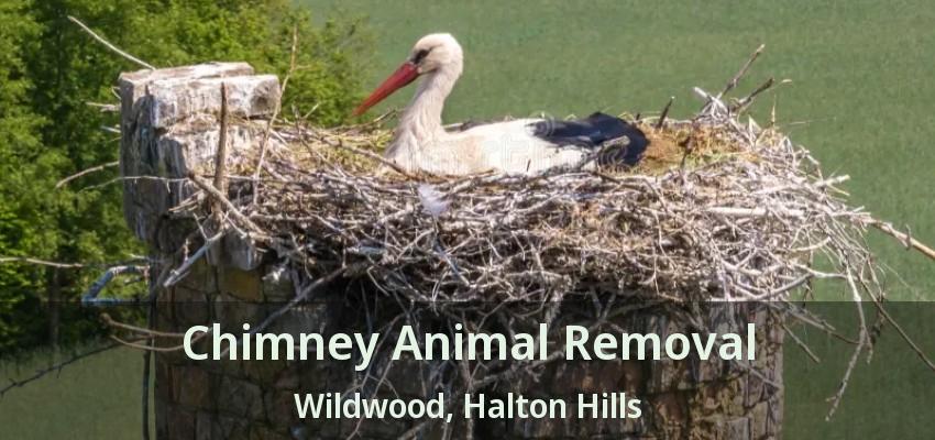 Chimney Animal Removal Wildwood, Halton Hills - ON