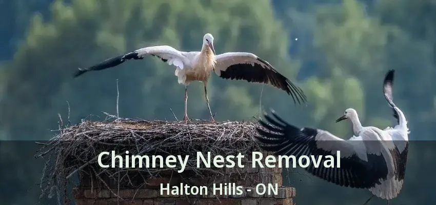 Chimney Nest Removal Halton Hills - ON