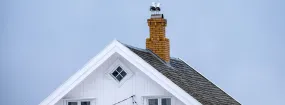 Chimney Nest Removal Wildwood, Halton Hills